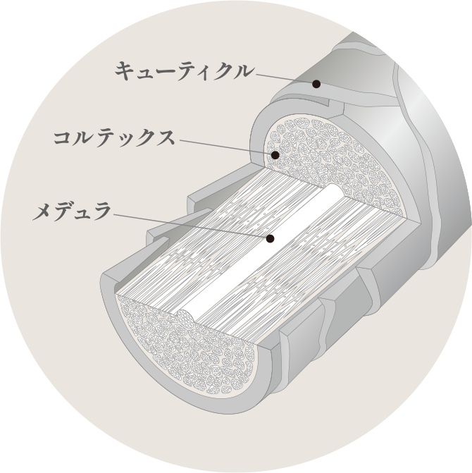 髪の構造から理解する美しい髪をつくるメカニズム